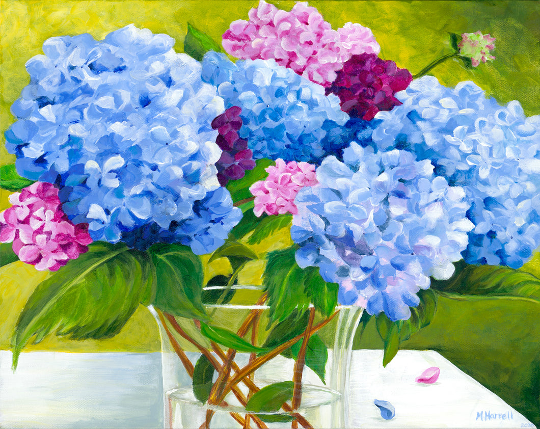 Pink and Blue Hydrangeas