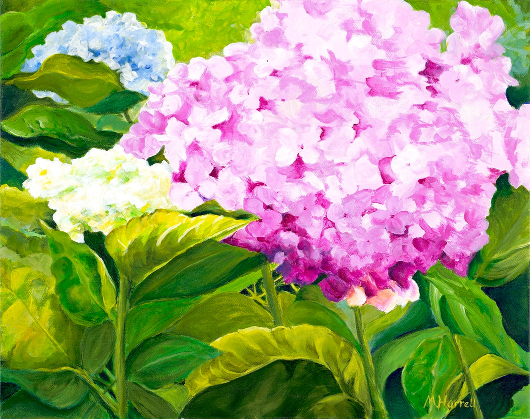 Pink Hydrangeas